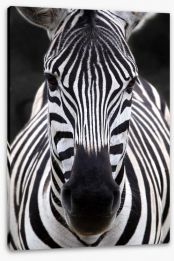 Zebra face Stretched Canvas 55613028