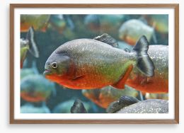 Fish / Aquatic Framed Art Print 55693325