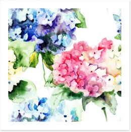 Hydrangea flowers Art Print 55717730