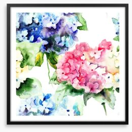 Hydrangea flowers Framed Art Print 55717730