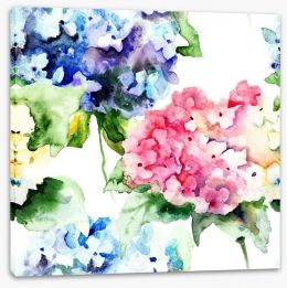 Hydrangea flowers Stretched Canvas 55717730