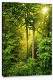 Green forest sunbeam Stretched Canvas 56243360