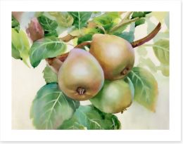 Pears on a branch Art Print 56274182