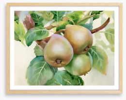 Pears on a branch Framed Art Print 56274182