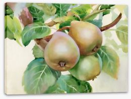 Pears on a branch Stretched Canvas 56274182