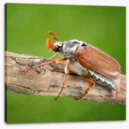 Insects Stretched Canvas 56375660