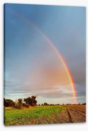 Rainbows Stretched Canvas 56451193
