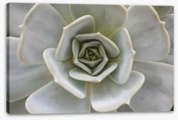 Succulent Aloe Stretched Canvas 56842010