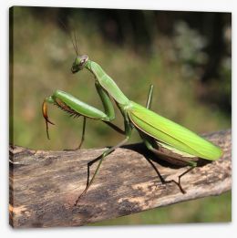 Insects Stretched Canvas 56890224
