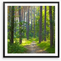 Spring forest sunlight Framed Art Print 56899015