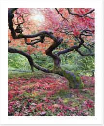 Japanese maple in fall Art Print 57000715