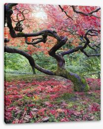 Japanese maple in fall Stretched Canvas 57000715