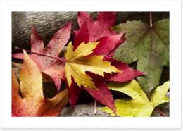 Autumn leaves and raindrops Art Print 57561600