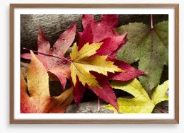 Autumn leaves and raindrops Framed Art Print 57561600