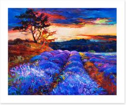 Lavender fields forever Art Print 57599278