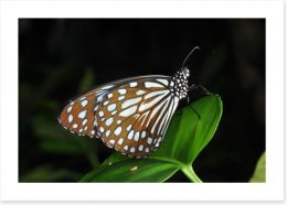 Butterflies Art Print 57600717