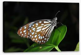 Butterflies Stretched Canvas 57600717