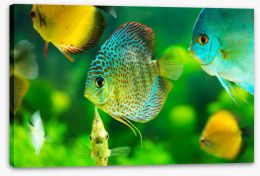 Fish / Aquatic Stretched Canvas 57644150