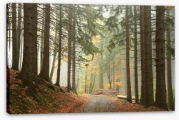 Path through the conifers Stretched Canvas 57713018