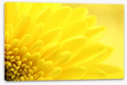 Flowers Stretched Canvas 57915870