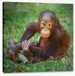 Orangutan baby Stretched Canvas 57924769