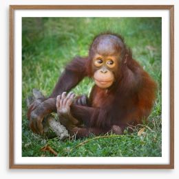 Orangutan baby Framed Art Print 57924769