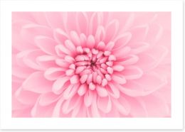 Pink chrysanthemum petals Art Print 58064097