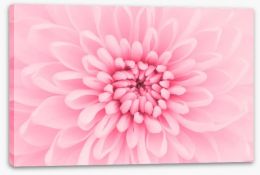 Pink chrysanthemum petals Stretched Canvas 58064097