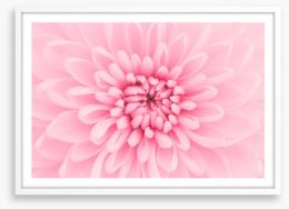 Pink chrysanthemum petals Framed Art Print 58064097
