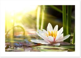 Sunbeam on lotus Art Print 58356953