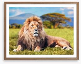 Lion on savannah grass