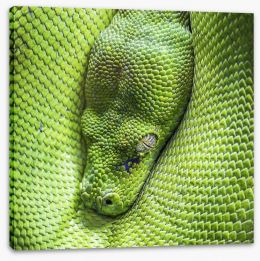Reptiles / Amphibian Stretched Canvas 58775233