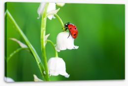 Insects Stretched Canvas 58962843