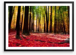 Autumn forest with golden light Framed Art Print 58997773