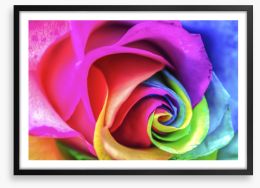 Vibrant rainbow rose Framed Art Print 59184725