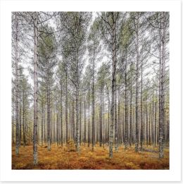 Forests Art Print 59413924