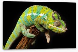 Reptiles / Amphibian Stretched Canvas 59453846