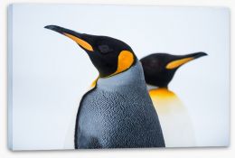 King penguins Stretched Canvas 59571327