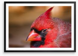 Crested cardinal Framed Art Print 59654151