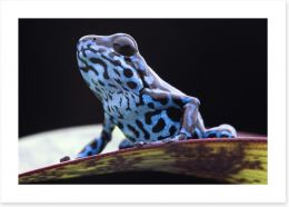 Reptiles / Amphibian Art Print 59681994