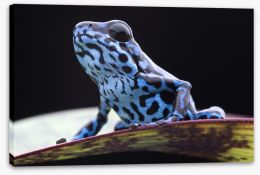 Reptiles / Amphibian Stretched Canvas 59681994