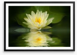 Water lily reflection Framed Art Print 59740437
