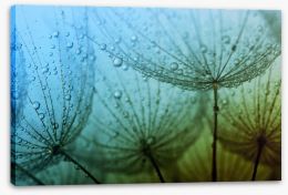 Dandelion dew drops Stretched Canvas 59980525