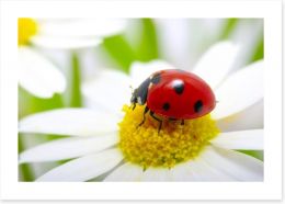 Ladybug daisy Art Print 59980854