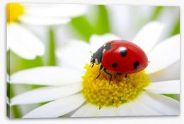 Ladybug daisy Stretched Canvas 59980854