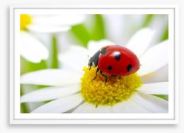Ladybug daisy Framed Art Print 59980854
