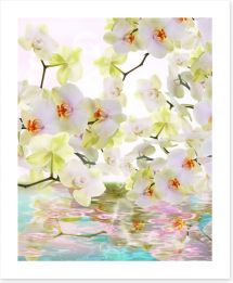 Japanese orchid reflections