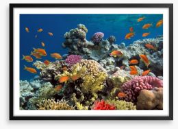 Coral call Framed Art Print 60087872