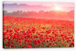 Poppy morning mist Stretched Canvas 60150152