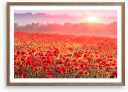 Poppy morning mist Framed Art Print 60150152